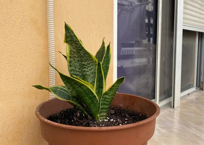 Sweet - Bed & Breakfast